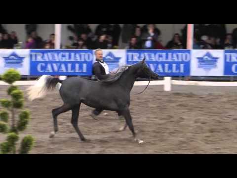 LB HASHIM travagliato 2013