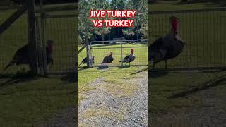 JIVE TURKEY TALKS TURKEY