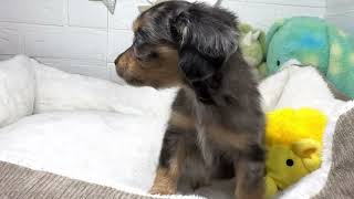ハーフ犬の動画01