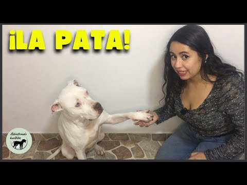 Cómo enseñar a mi perro a DAR LA PATA
