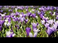Frederick Delius - On Hearing the First Cuckoo in Spring