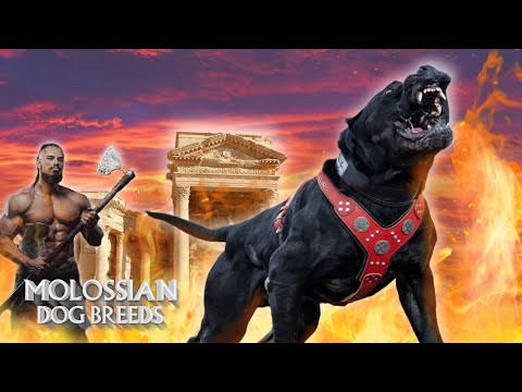 The 10 Alive Molossian Dog Breeds