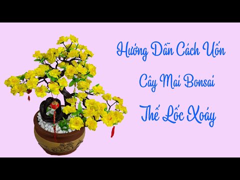 Hướng Dẫn Cách Uốn Cây Mai Bonsai Thế Lốc Xoáy  | Quang Bonsai