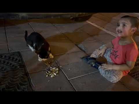 baby friendship with cat