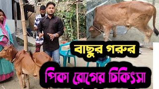 Download lagu বাছুর গরুর পিকা রোগ | Pika | চিকিৎসা ও প্রতিকার | Animal health careKB mp3 Download lagu বাছুর গরুর পিকা রোগ | Pika | চিকিৎসা ও প্রতিকার | Animal health careKB mp3