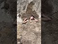 Yaar Ka Sataya Hua Hai Bp Raak Full Comedy