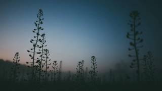 Carbon Based Lifeforms - Tensor