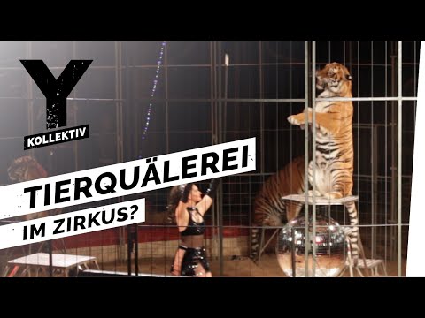 Zirkustiere - Das Leben exotischer Tiere als Entertainer im Zirkus