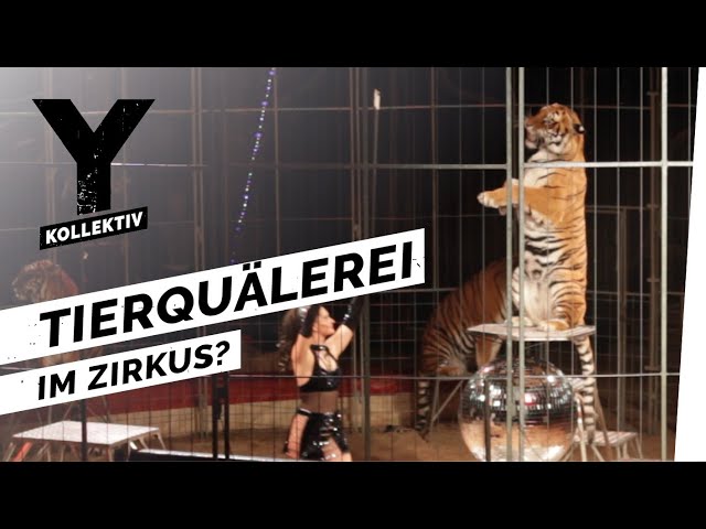 Video de pronunciación de Zirkus en Alemán