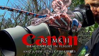 Dragonflies in flight - Canon EOS R5 Mk II