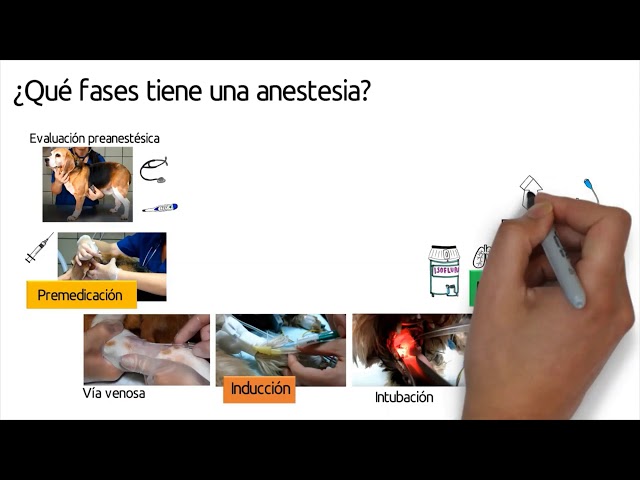Vídeo relacionado con anestesia de animales de laboratorio. introduccion practica para investigadores y tecnicos.