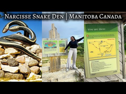 Der epische Fehlschlag der größten Schlangenhöhle der Welt