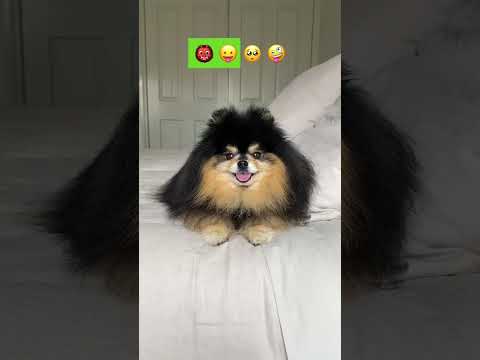 Emoji Challenges Are My Dogs Speciality 😝 #shorts #dog