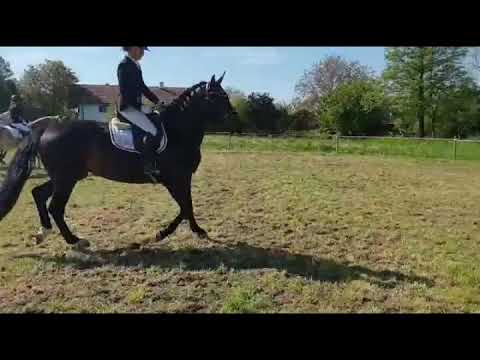 Tanja v. Rock Forever x Revan x Jazztime, geb 2015.