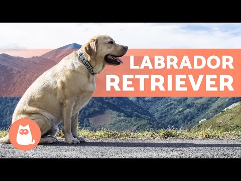 LABRADOR RETRIEVER – ALLES über diese beliebte Rasse