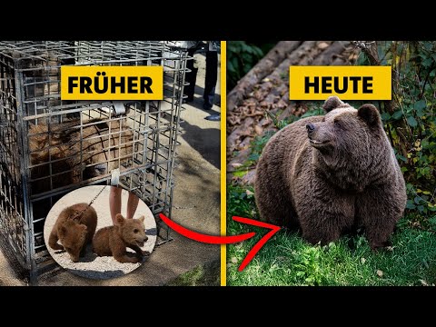 Captured, abused, rescued – The sad stories of these bears 🐻🌲