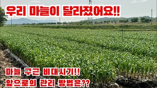 4월 25일 의 마늘 작황!! 우리 마늘이 달라졌어요!!! 앞으로 관리 방법은??