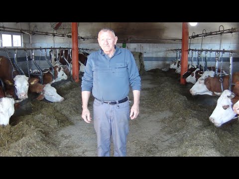 SAVREMENA FARMA MUZNIH KRAVA