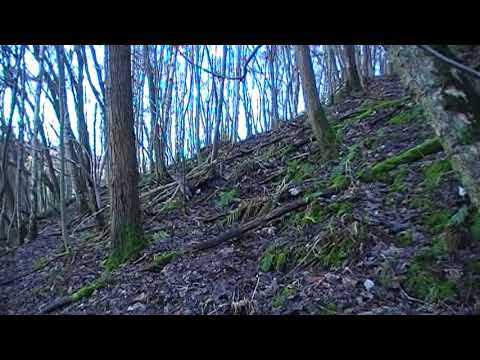 Harris Hawk catches a rabbit at second attempt