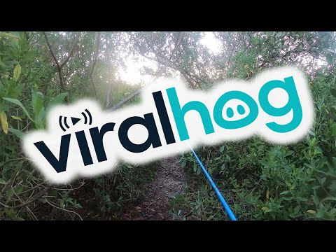 Fisherman Discovers He's Caught An Alligator And Has To Get The Heck Out Of There