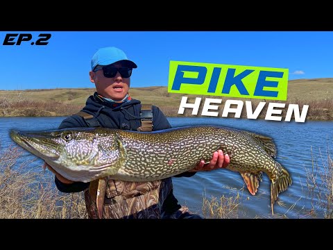 Spring Pike Heaven! Fishing Buffalo Pound River 2023 (Episode 2)