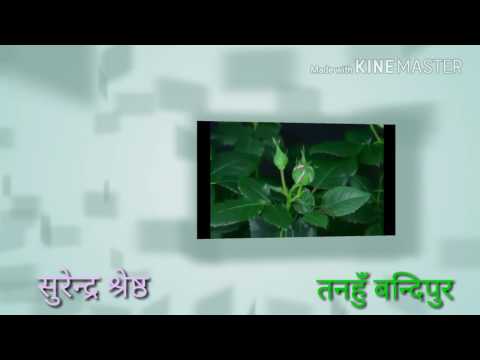 फुलको बास्ना फुल्मा हुन्छ पातमा हुन्न सानू @ सुरेन्द्र श्रेष्ठ मर्मिक गजल मत्र तिम्रो लागि ल 🌹🌹