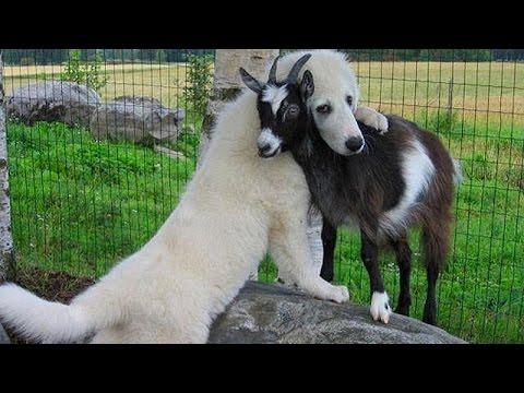 Filhotes de cabra: os animais mais fofinhos de uma fazenda!