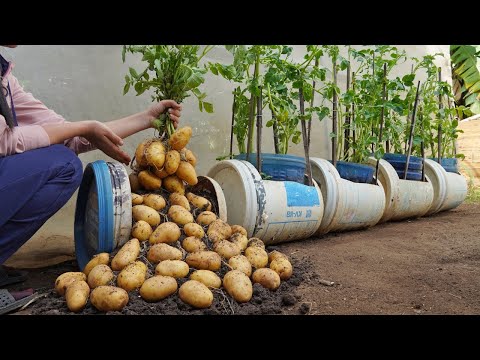Wish I knew about these high yield potato growing methods at home sooner Let s explore