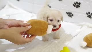 ハーフ犬の動画01