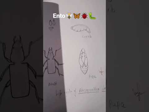 ento.insect pest.🐞🐛🦋