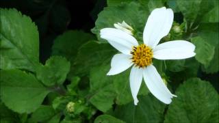 J. J. Quantz - Sonata for flute, recorder & continuo in C (QV 2: Anh. 3)