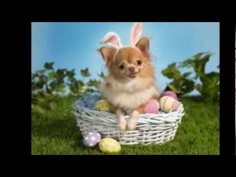 'Here Comes Peter Cottontail' - By Gene Autry - Happy Easter