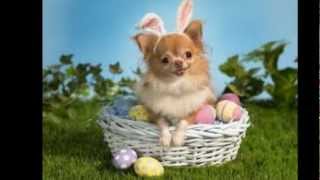 'Here Comes Peter Cottontail' - By Gene Autry - Happy Easter