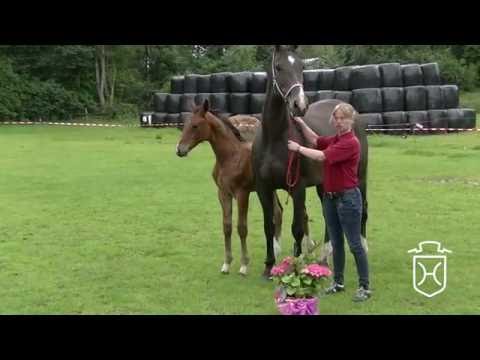 HEI032 Hengstfohlen von Kannan - For Pleasure - Contender