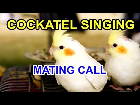 cockatiel singing Pied Cockatiel Singing Sounds (Tono), Cockatiel Calls - Natural Song Cockatiel