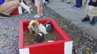 Jack Russell Puppy Boot Camp with Snow Creek Farm