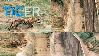 Tiger 🐯Zoo  Nandankanan#Viral Video