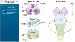 Brainstem, cerebellum, and cranial nerves by Ditki, Medical & Biological Sciences