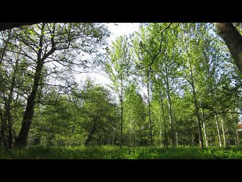 15 MINUTES of Flowing Water and Nature Sounds - Mindfulness Meditation *Relaxing *Soothing