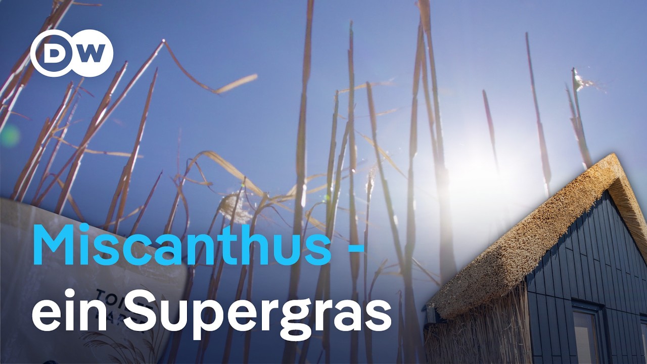Nachwachsende Rohstoffe: Miscanthus ist ein Supergras für alle Zwecke