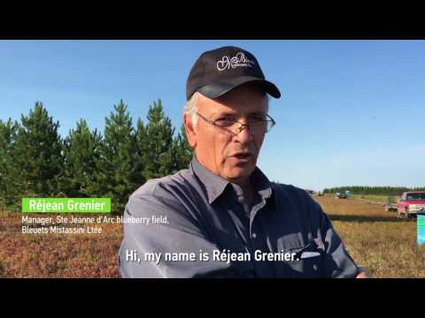 Frozen Blueberries - Cultivated and Wild