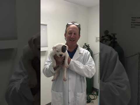 Cutest Puppy of the Day