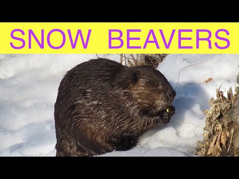 Scenes From a Snowy Beaver Pond