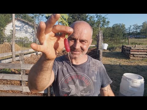 Mélymulcs 34 - Mindig nedves a mulcs teteje, míg ki nem bújik minden? - Retek,répa,patiszon, király!