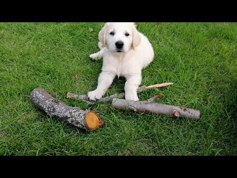 Rysio - merdający ogonkiem golden retriever 8 tygodni
