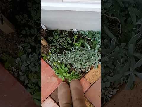 霜を恐れない多年草はどれですか?ベスト10種と冬に向けた準備方法！  庭園