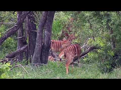 Djuma: Impalas and Nyalas - 10:44 - 12/09/20