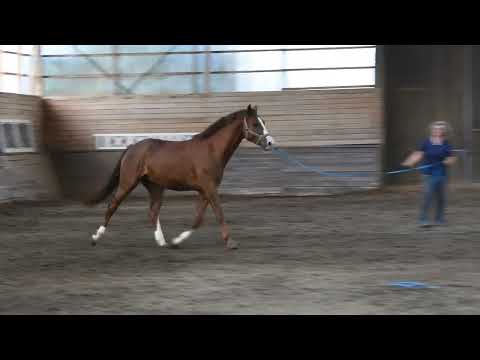 4-jähriger Wallach von Estobar NRW x Damon Hill