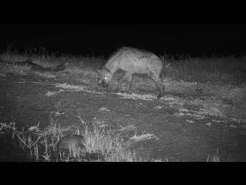 Djuma: Lone Hyena - 04:14 - 01/17/2020