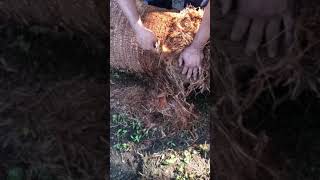 How To Trim a Washingtonia Palm With a Blade